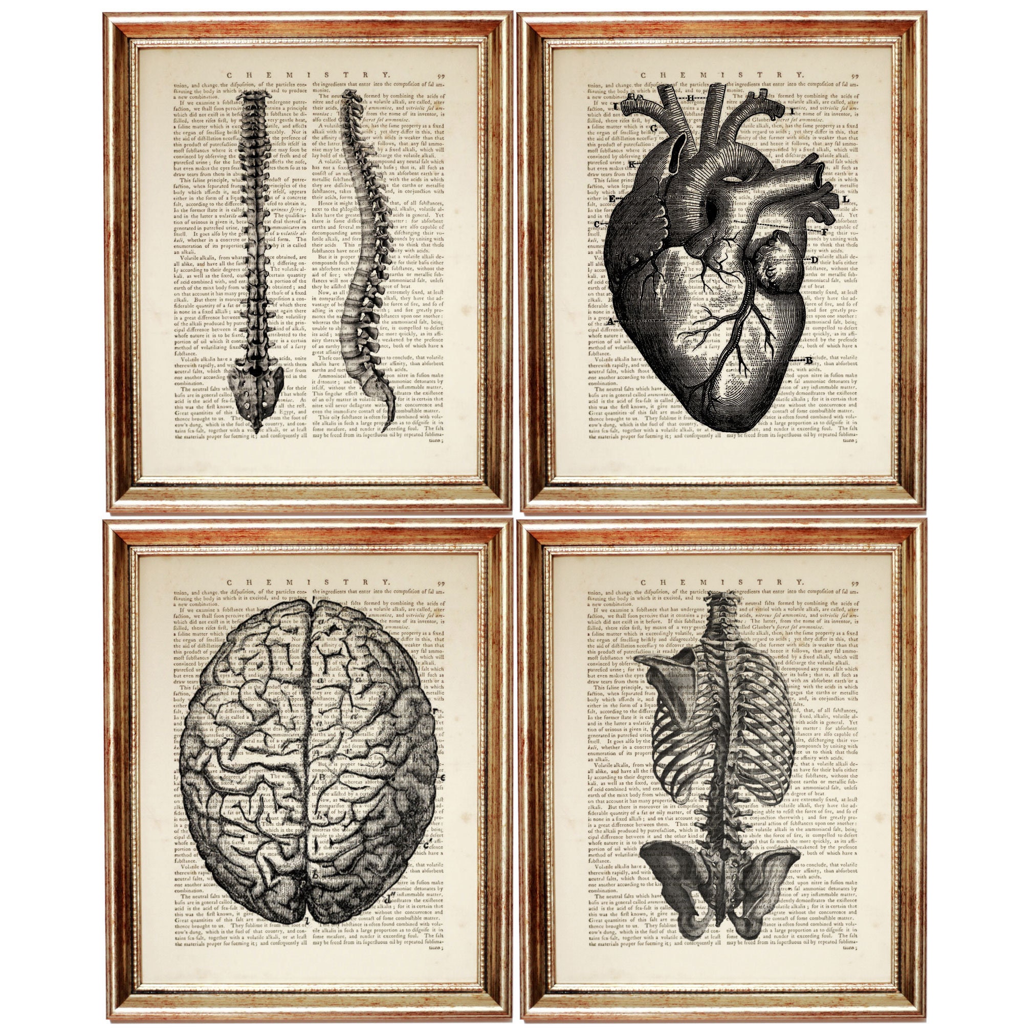 Human Anatomy Poster Set of 4 Prints Anatomy Art Set Brain Etsy