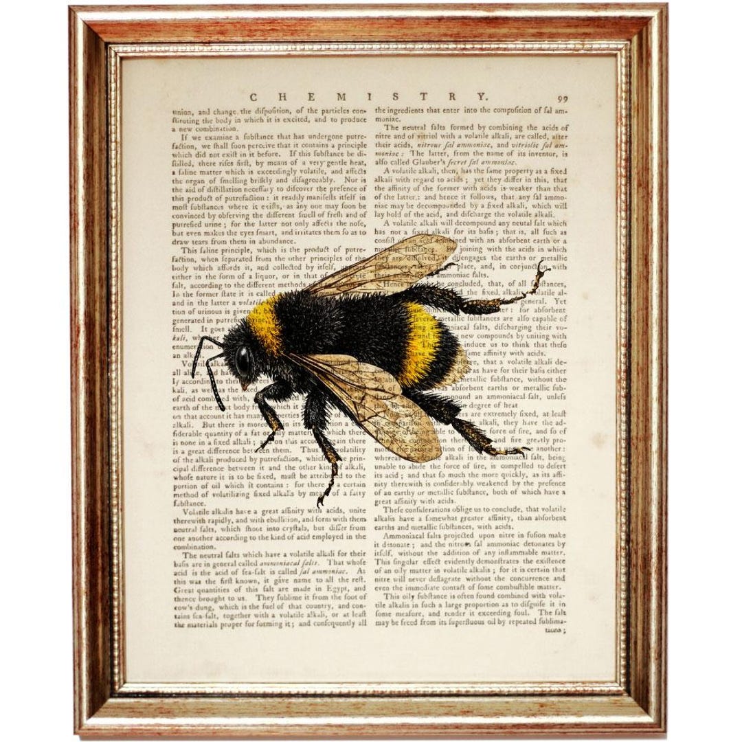 Bumblebee Dictionary Art Print, Vintage Insect Illustration, Bumble Bee ...