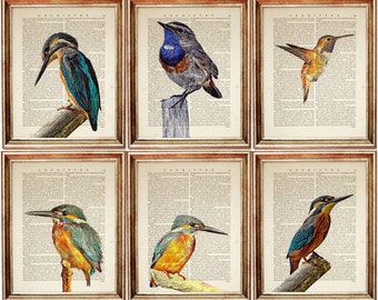 Set di 6 stampe, set di stampe artistiche da parete con uccelli, stampe artistiche con dizionario di uccelli, regalo per osservatori di uccelli, opera d'arte con uccelli, poster con uccelli