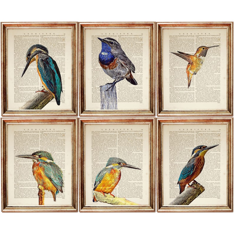 Puede incluir: Un conjunto de seis cuadros de pared con ilustraciones detalladas de aves superpuestas en p&aacute;ginas de diccionario antiguas con la palabra CHEMISTRY impresa en la parte superior. Cada l&aacute;mina muestra una especie de ave colorida diferente.