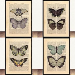 Juego de 4 impresiones, juego de 4 impresiones de mariposas, arte de pared, ilustraciones de mariposas, póster de historia natural, mariposa antigua vintage