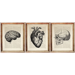 Set of 3 Prints, Vintage Anatomy Poster, Brain Artwork, Heart Wall Decor, Skull Wall Art, Medical Science Dictionary Art, Gothic Home Decor