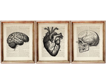 Set of 3 Art Prints, Anatomy Poster Heart Dictionary Art Print, Human Brain Wall Art, Skull Wall Decor, Anatomical Heart