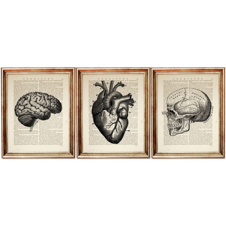 Anatomy Art Print Medical Brain Artwork Human Heart Art Brain Dictionary Art Print Human Skull Decor Set of 3 Prints