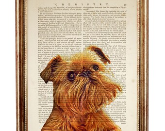 Lámina artística de un perro grifón de Bruselas impresa en una página de diccionario antiguo. Regalo ideal para amantes de los perros.