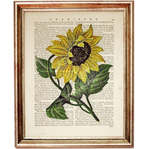 Vintage Sonnenblumen Druck, Blumen Wörterbuch Seite, Antike botanische Wandkunst, umweltfreundliche Wanddekoration