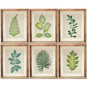 Set di 6 stampe, set di 6 stampe botaniche, set di 6 stampe da parete botaniche, poster botanico, stampa artistica del dizionario delle foglie, verde
