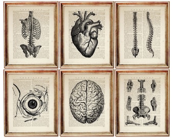 Anatomy Art Print Set, Vintage Dictionary Page, Human Anatomy Decor