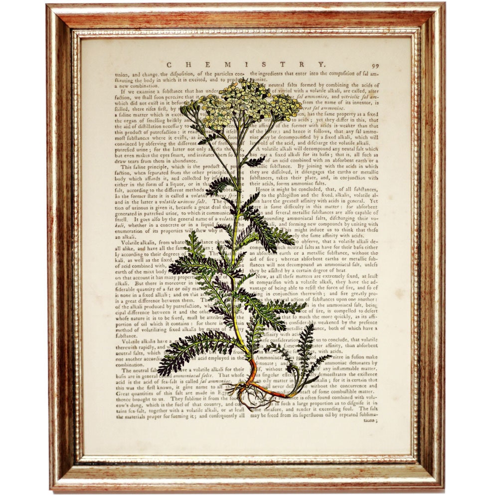 Set of 3 Prints Botanical Herbal Art Print Herbal Dictionary Etsy