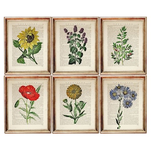 Set of 6 Prints, Botanical Prints, Vintage Floral and Herb Artwork, Flower Dictionary Pages, Nature Wall Decor, Cottage Home Poster
