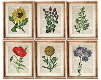 6er Set Wandkunst, Botanischer Druck Set von 6, Blumen-Wanddekor, Sonnenblume-Wandbehang, Minze-Wörterbuch-Kunstdruck, rote Mohnblume