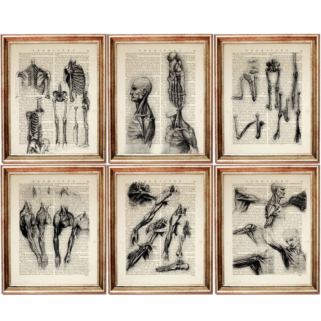 Set of 6 Da Vinci Anatomy Print Set, Anatomical Vintage Dictionary Art ...