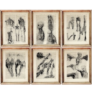 Set di 6 stampe, poster di disegno di Da Vinci, set di opere d'arte di anatomia umana di Da Vinci, stampa artistica del dizionario di anatomia, poster anatomico