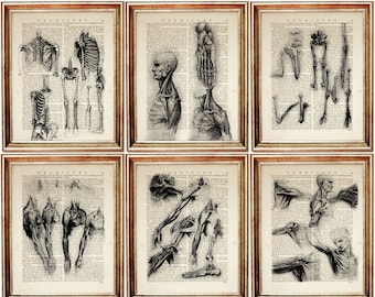 Set of 6 Da Vinci Anatomy Print Set, Anatomical Vintage Dictionary Art