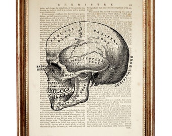 Skull Wall Decor, Human Anatomy Poster, Anatomical Skull Dictionary Art Print, Skull Artwork, Skull Art Print, Skull Poster