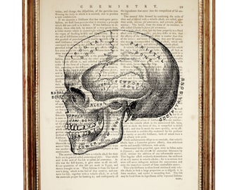 Anatomical Skull Print, Gothic Home Decor, Human Anatomy Art on Vintage Dictionary Page, Medical Student Gift, Macabre Wall Art