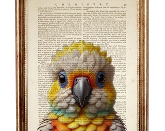 Impresión artística de diccionario de cacatúa bebé, póster de pájaro vibrante, arte mural de pájaros coloridos, impresión de página de libro vintage, decoración tropical para habitación infantil, 5x7 8x10