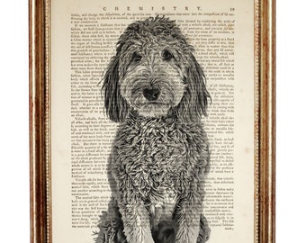 Goldendoodle Hund Wörterbuch, Illustration, Hundeposter, Goldendoodle Buchseite, Hundewandbehang, Illustration für das Kinderzimmer