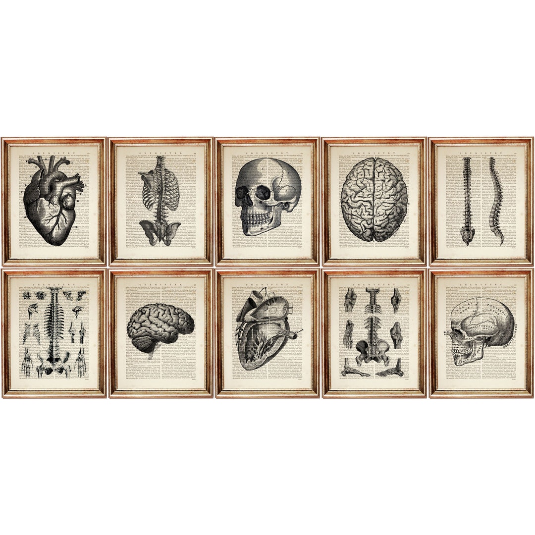 Set of 10 Anatomy Art Prints Medical Wall Art Skeleton Brain Heart ...