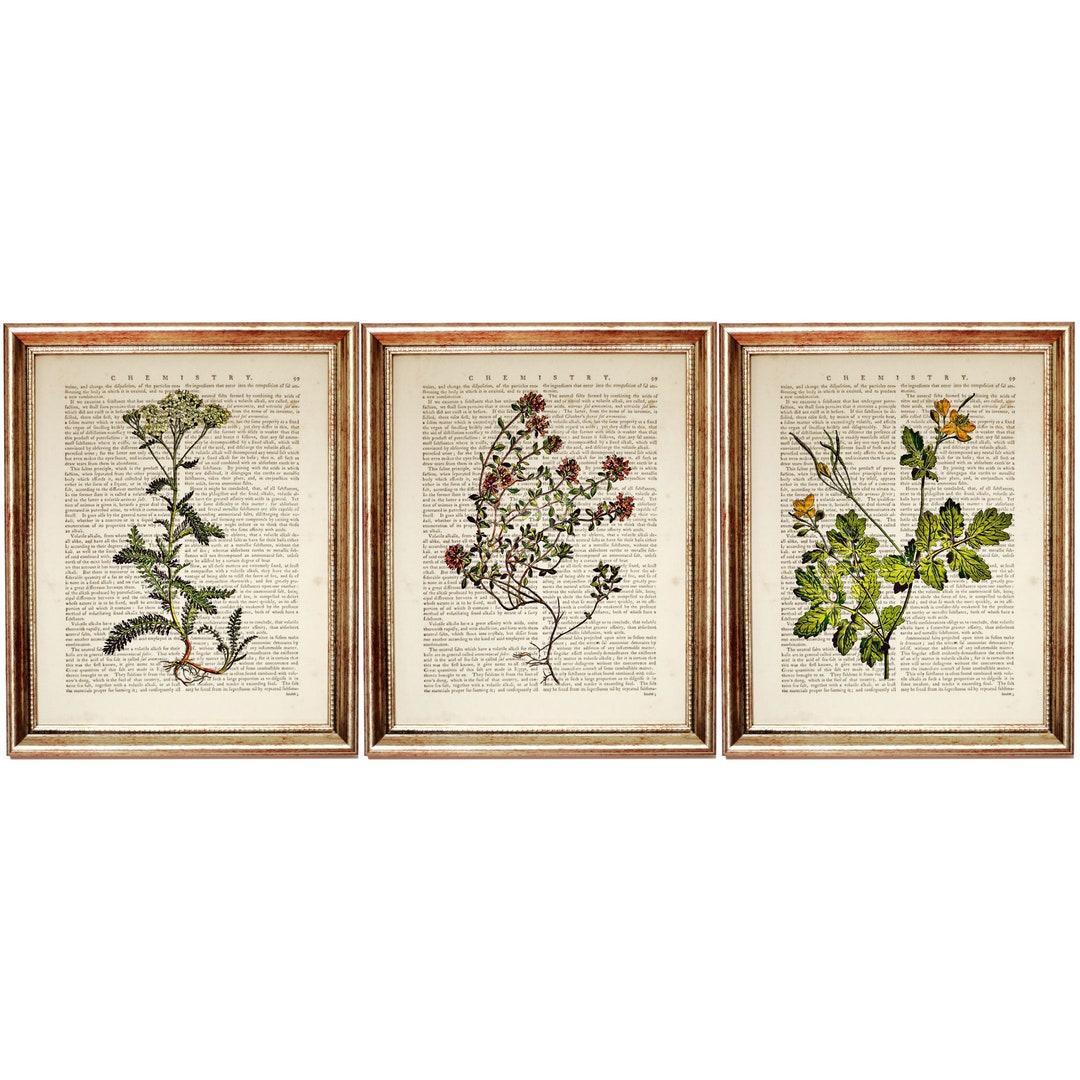 Set of 3 Prints Botanical Herbal Art Print, Herbal Dictionary Art Print ...