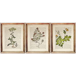 Set of 3 Prints Botanical Herbal Art Print, Herbal Dictionary Art Print, Botanical Prints Set of 3, Botanical Wall Art image 1