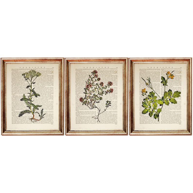 Set of 3 Prints Botanical Herbal Art Print, Herbal Dictionary Art Print, Botanical Prints Set of 3, Botanical Wall Art image 1