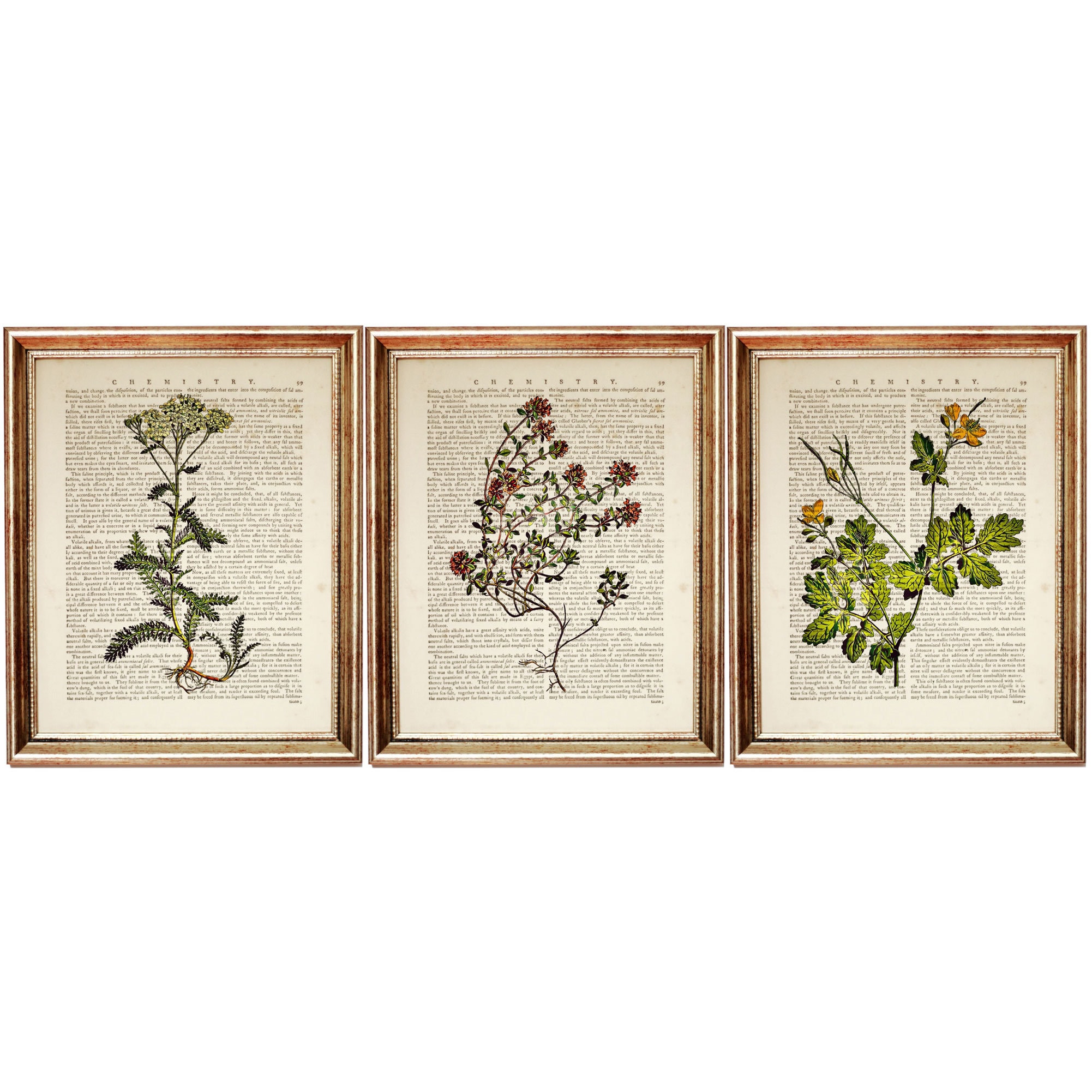 Set of 3 Prints Botanical Herbal Art Print, Herbal Dictionary Art Print, Botanical Prints Set of 3, Botanical Wall Art