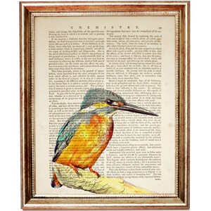 Puede incluir: Una l&aacute;mina enmarcada que muestra un p&aacute;jaro mart&iacute;n pescador de colores posado en una rama, superpuesto sobre una p&aacute;gina de diccionario antigua con el texto CHEMISTRY en la parte superior. El ave tiene plumas azules, naranjas y blancas.