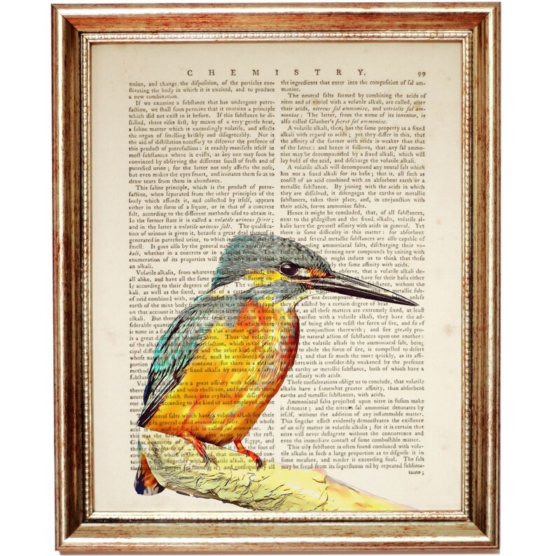 Puede incluir: Una l&aacute;mina enmarcada que muestra un p&aacute;jaro mart&iacute;n pescador de colores posado en una rama, superpuesto sobre una p&aacute;gina de diccionario antigua con el texto CHEMISTRY en la parte superior. El ave tiene plumas azules, naranjas y blancas.