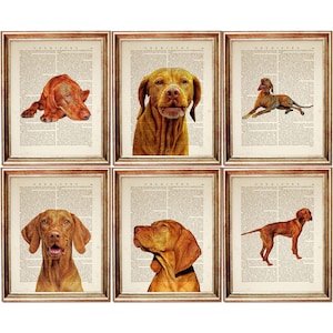 Lot de 6 impressions, impressions d'art chien Vizsla, page de dictionnaire vintage portrait d'animal de compagnie, décoration murale Vizsla, cadeau pour les amoureux des chiens, décoration d'intérieur rustique
