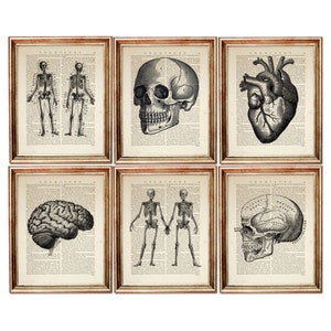 Set of 6 Art Print, Anatomy Poster Prints, Anatomical Heart Art Print, Skull Wall Decor, Skeleton Dictionary Art Print