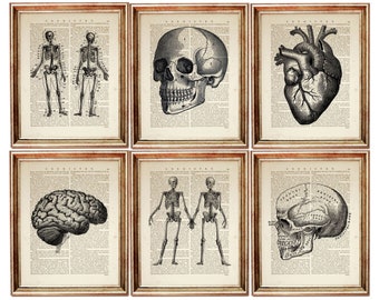 Set of 6 Anatomical Prints, Skull, Skeleton, Heart, Brain Dictionary Art