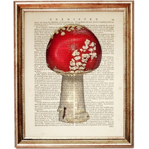 May include: A vintage illustration of a red and white mushroom with white spots on a page of an old book. The text on the page is about chemistry and the properties of different types of salts.
