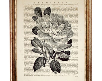 Peony Flower Art Print, Blooming Floral Illustration, Floral Vintage Dictionary Page, Black and White Botanical Wall Art