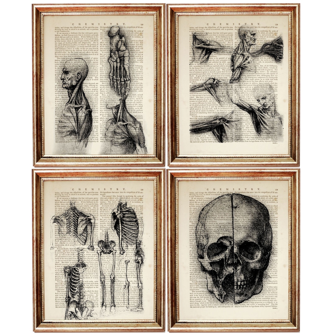 Set of 4 Da Vinci Anatomy Prints, Vintage Dictionary Art, Skeleton ...