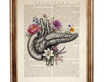 Lámina artística del diccionario del páncreas, arte mural floral anatómico, póster de ilustración médica, decoración vintage para el hogar.