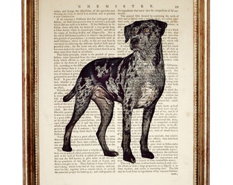 Catahoula Leopard Dog Art Print, Pet Dictionary Art Print, Catahoula Wall Art, Dog Poster 8x10, Dog Artwork 5x7, Dog Decor