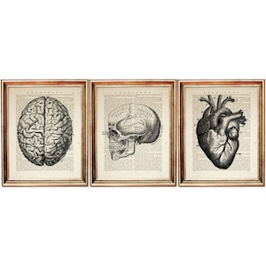 Anatomy Art Prints Set: Skull, Brain, Heart on Vintage Dictionary Pages