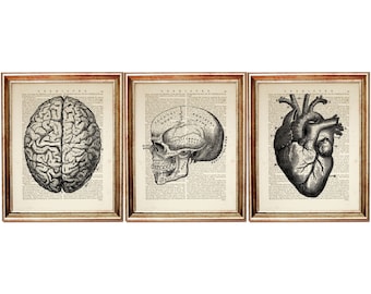 Anatomy Art Prints Set von 3, Schädel Gehirn Herz Poster, Medizin Studenten Geschenk, Vintage Wörterbuch Seite Kunst, Gothic Home Decor