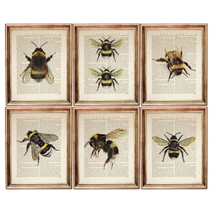 May include: Six framed prints of vintage illustrations of bees on a white background. Each print features a different bee species with intricate details and a yellow and black color scheme.