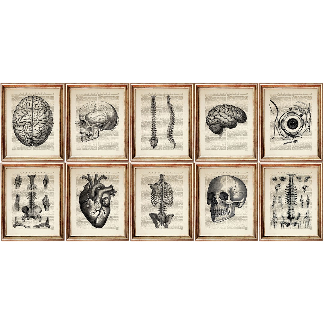 Set of 10 Anatomical Art Print, Skull Vintage Dictionary Page Decor - Etsy