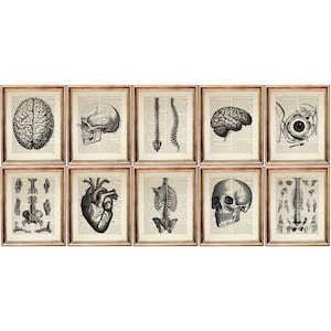 Set of 10 Prints, Anatomical Art Print Set, Skull Vintage Dictionary Book Page Art, Human Anatomy Wall Decor, Medical Brain