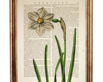 Daffodil Botanical Art Print, Antique Flower Dictionary Art Print, Elegant Flower Wall Hanging, Vintage Garden Floral Print, Botanical Decor