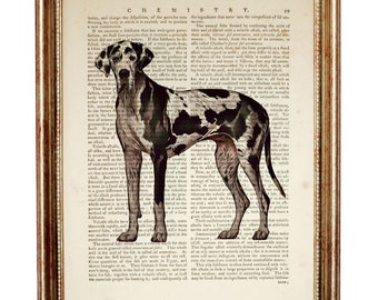 1980年代のヴィンテージ磁器製グレートデーンの置物 - 青い目、犬好き