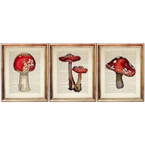 Set of 3 Art Print, Mushroom Wall Decor, Mushroom Dictionary Art Print Set, Vintage Mushroom Home Decor, Red Mushroom Poster