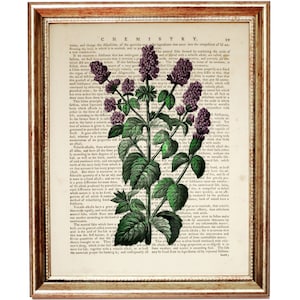 Weihnachtsgeschenke, Minze botanische Kunstdruck, Greenery Vintage Wörterbuch Seite, Kräuter wanddekor, Küchen Plakat, Minze Plakat