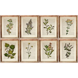 Set mit 8 Drucken, Botanisches Wörterbuch Art Prints, Kräuter Poster, Blumen Wandkunst, Kräuterwand dekor, Greenery Collection Kunstwerk