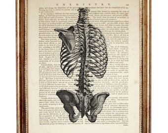 Anatomy Poster, Rib Cage Dictionary Art Print, Ribcage Artwork, Human Anatomy Wall Decor, Anatomical Prints