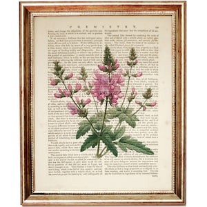 Stampa artistica di fiori di lupino, pagina di dizionario con illustrazioni botaniche, decorazione floreale da parete, regalo per gli amanti del giardino e della natura