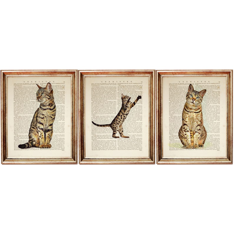 Puede incluir: Tres impresiones enmarcadas de un gato atigrado marr&oacute;n en diferentes poses. El gato est&aacute; sobre un fondo de p&aacute;ginas de libros antiguos. Las impresiones est&aacute;n en marcos dorados.